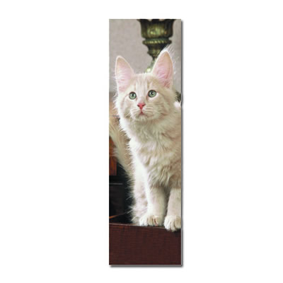 Chat val doise